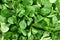 Top down detailed view, cornsalad Valerianella locusta leaves wet from water