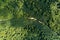 Top down flat aerial view of dark lush forest with green trees canopies in summer