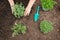 Top-Down Growing Marjoram, Rosemary, Lemon Thyme and Parsley