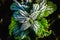 Top down image of a nettle covered in frost