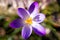 A top down macro portrait of an open crocus vernus or purple crocus spring flower. The yellow pestle is clearly visible and the