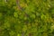 Top down overhead aerial view of asphalt road leading through lush green jungle Curved rural road through the rainforest