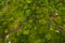 Top down overhead aerial view of a car driving on the asphalt road through lush green jungle Car on the road passing