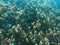 Top-down perspective of coral reef and sandy ocean floor,