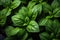 Top-down picture of Genovese basil plants. Basil (Ocimum basilicum)