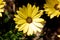 A top down portrait of a yellow spannish daisy or osteospermum flower getting hit by a ray of light while standing in between