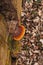 Top down shot of a red northern cinnabar growing on a fallen tree.