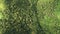 Top down tropical jungle aerial view: hilly rainforest on mountains at Legazpi, Philippines, Asia