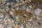 Top down view angry snake in the desert among rocks mption blurred tail to show rattling