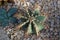 Top Down View of an Astrophytum Capricorne Cactus