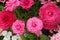 Top Down View of Blooming Pink Ranunculus Flowers and White Candytuft Flowers