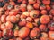 Top down view on a bunch of hokkaido pumpkins