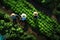 A top-down view captures people diligently working in a large garden, tending to vegetables and fruits. Their