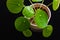 Top-down view of a Chinese money plant pilea peperomioides on a dark background.