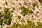 Top down view of dune vegetation