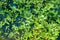 Top-down View of European Speedwell or Brooklime Veronica Beccabunga, a Herb with Blue Flowers, Evergreen Leaves Growing in a