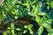 Top-down View of European Speedwell or Brooklime Veronica Beccabunga, a Herb with Blue Flowers, Evergreen Leaves Growing in a