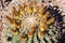 Top down view of a fruiting Emory`s Barrel Cactus in the Arizona desert