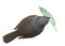 Top down view of a grey colored bird biting a green leaf with its beak against a white backdrop