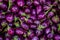 Top-down view of a heap of Brinjal on market .The name as called egg fruit, aubergine, Solanum melongena for sale in a vegetable