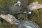 Top down view of a pair of brown crocodile partially submerged in water