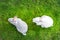 Top down view pair of cute adorable fluffy rabbit grazing on green grass lawn at backyard. Small sweet bunny walking by
