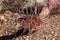 Top down view of a pink Black Spined Prickly Pear Cactus with long spines in the Arizona desert