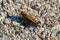 A top down view of a red legged grasshopper on gravel