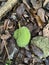 Top down view of a small durian fruit on the ground.