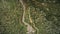 Top down view of spring rapid stream pine forest