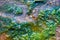 Top-down View of a Tiny Stream, Clean Water, Colorful Pebbles, Moss Growing Alongside with Air Bubbles in It, and Little Blue