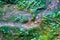 Top-down View of a Tiny Stream, Clean Water, Colorful Pebbles, Moss Growing Alongside with Air Bubbles in It, and Little Blue