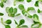 Top down view, wet cornsalad Valerianella locusta on white working board, healthy green leaves concept