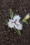 Top down view of a white, purple and yellow Iris flower and bud