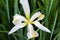 Top down view of white and yellow iris