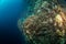 A top down wide angle view of a coral reef on Red Sea