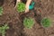 Top-Down of Woman Hand Gardening