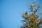 The top of a fir tree on a branch sits a bird against a clear sky and the moon