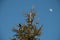 The top of a fir tree on a branch sits a bird against a clear sky and the moon