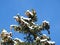 Top of a fir tree under snow