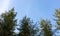 Top fir trees close up on blue sky background. Wood landscape. Bottom view. Low angle shot.