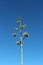 The Top of a Flowering Stalk of Agave Americana Against a Blue Sky