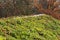 Top of green living roof covered with sedum sexangulare vegetation