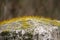 Top of guard stone covered with gentle moss