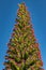 Top of the guge Blooming Endemic beautiful flower Tajinaste rojo -Echium wildpretii- and few bees flying around. Spring time.