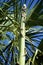 Top of large agave flower stalk against palms