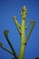 Top of large agave flower stalk at sunset