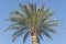 Top of a large date palm tree