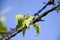 Top leaf of ivy gourd creeper with rust barbed wire compatible perfectly on background blue sky.