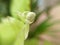 Top leaf of Sword, Fishbone fern, macro